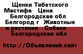 Щенки Тибетского Мастифа › Цена ­ 50 000 - Белгородская обл., Белгород г. Животные и растения » Собаки   . Белгородская обл.